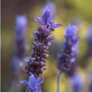 Ulei esential lavanda