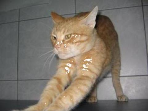 Vaccin polivalent pisica