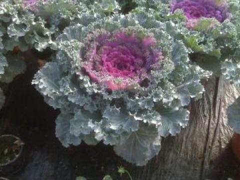 Varza ornamentala Brassica