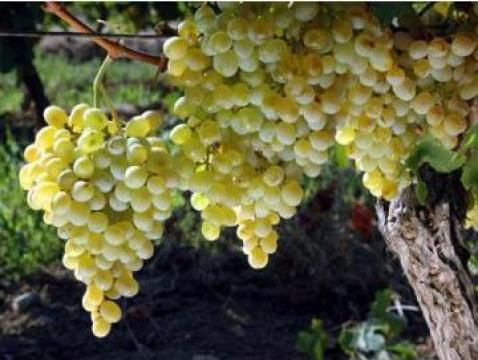 Vin aligote natural de Husi