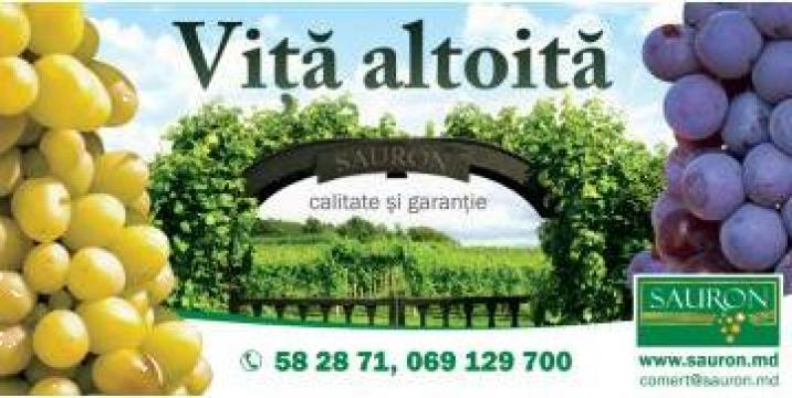 Vita de vie altoita