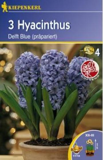 Zambila de Craciun Delft Blue, 3 bulbi