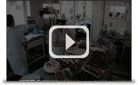bizoo video